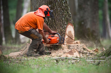 TP Lucas : Votre Expert en Abattage d'Arbres Respectueux de l'Environnement Les herbiers